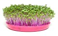 microgreens kalarepa czerwona