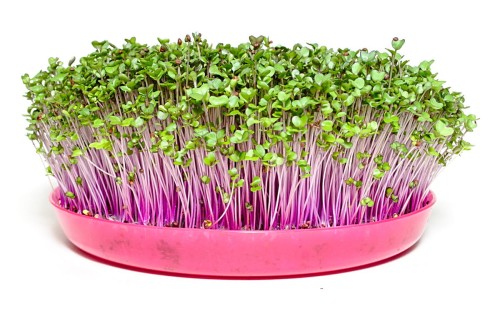 microgreens kalarepa czerwona