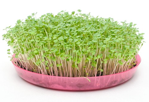 microgreens_rukola