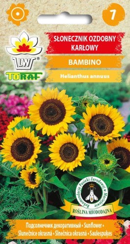 Slonecznik-ozdobny-karlowy-Bambino-Toraf