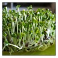Nasiona-na-kielki-Kapusta-Pac-Choi-3