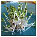 Nasiona-na-kielki-Kapusta-Pac-Choi-1