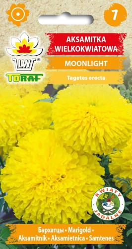 Aksamitka-Moonlight-zolta-Toraf.jpg