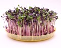 Microgreens Mikrolistki RZODKIEWKA RED HURRICANE