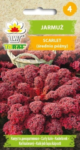 Nasiona Jarmuż czerwony Scarlet