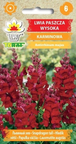 Lwia paszcza Karminowa wysoka