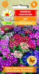 Werbena ogrodowa mieszanka