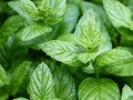 Mięta Pieprzowa