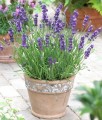 Lawenda doniczka