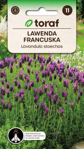 Lawenda francuska wiecznie zielona Toraf