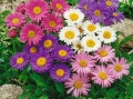 Aster Alpejski Mix kolorów