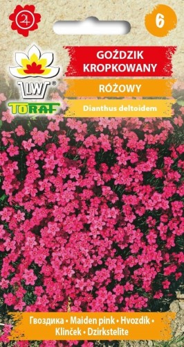 Goździk kropkowany różowy 0,3g nasiona
