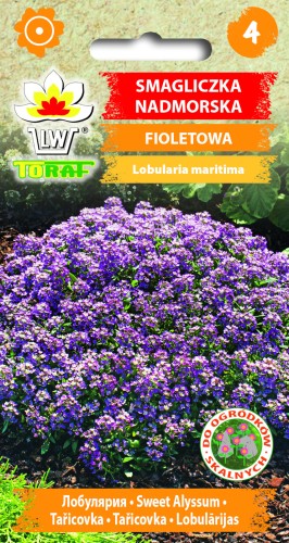 Smagliczka-NADMORSKA-FIOLETOWA-Toraf.jpg