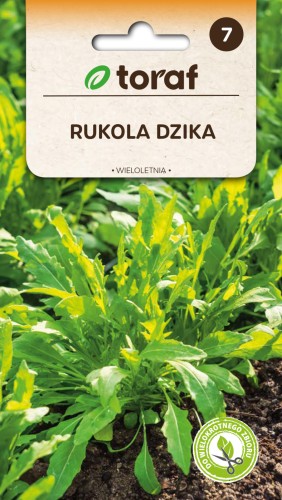Rukola-dzika-Toraf.jpg
