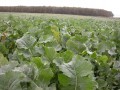 Rzepik Parko 1 kg kwalifikowany C/1 Granum