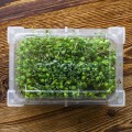 Kiełkownica na tacce Zielona Czuprynka