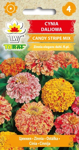 Cynia daliowa Candy Stripe mix 1 g
