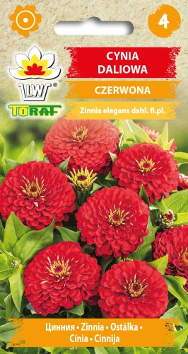 Cynia-daliowa-CZERWONA-Toraf.jpg