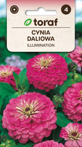 Cynia-daliowa-ILLUMINATION-Toraf.jpg