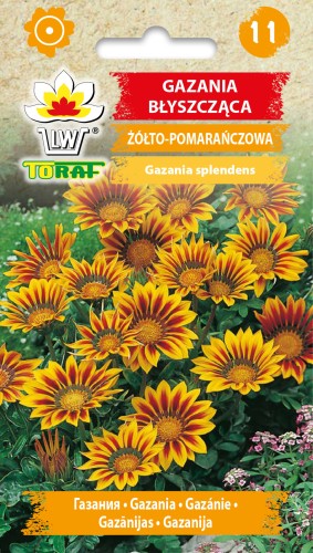 Gazania-blyszczaca-zolto-pomaranczowa.jpg