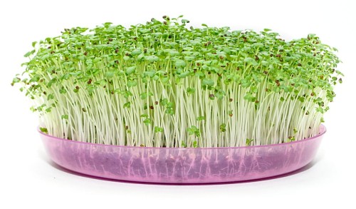 Microgreens Brokuł