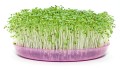 Microgreens Brokuł