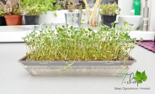 Kiełkownica wanienka mała