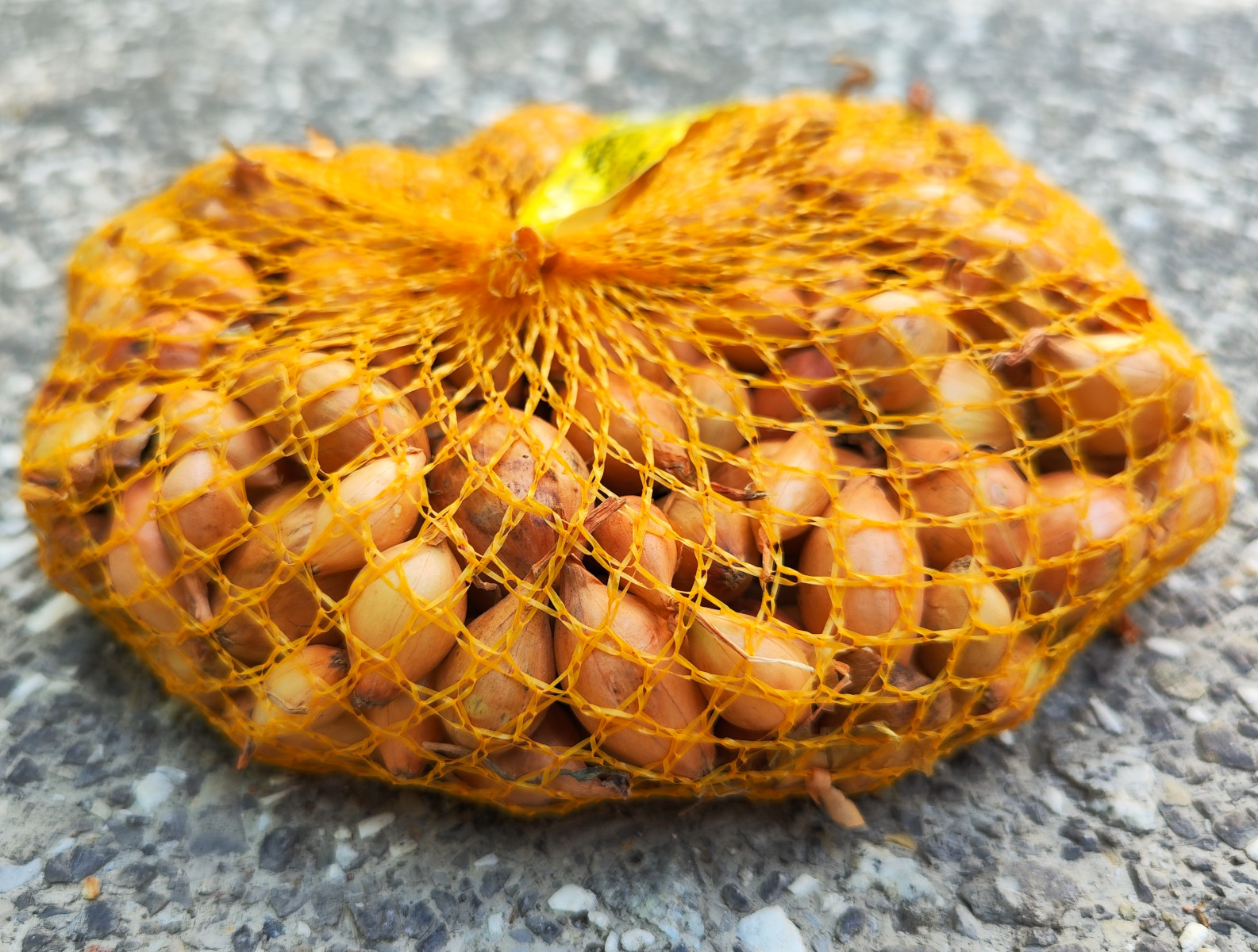 Cebula Dymka Senshyu Yellow 0,5kg